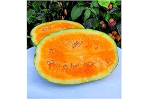 PREMIER SEEDS DIRECT - Watermelon Seeds - ORANGEGLO - 20 Seeds