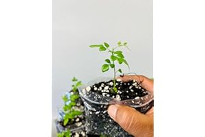 PLANTS PARADISE LTD Plants Paradise Curry Leaf Plants, Curry Leaves Plant, karipatta, Murraya koenigii, kariveppilai,Sweet neem, Healthy & Well Rooted 2 Plants, UK