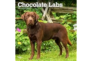 Labrador Retrievers Czekoladowe | 2024 12 x 24 Cal Monthly Square Wall Calendar | BrownTrout | Animals Dog Breeds