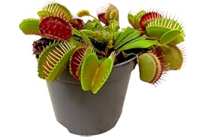 GARDEN CENTER SHOP BY VM Garden Center Shop | Dionaea muscipula M8 | Planta Carnívora Venus Atrapamoscas | Maceta Compacta | Ideal Interiores y Exterior Protegido | INCLUYE GUÍA DE CUIDADOS