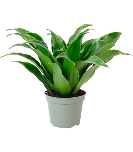 kaktus reloaded Kaufe Affenschwanz-Kaktus-Blumensamen zum Pflanzen Einzigartige Kakteen für  deinen Garten – Pure Asia Seeds