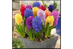 Vmoli Plantación De Bulbos De Jacinto, Plantación y Jardinería Sencillas, Decoración De Jardines, Exquisitas Flores Cortadas y Plantas Verdes vivas. 1Bulbos,B