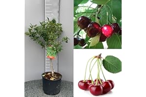 SAVINI VIVAI L'ARTE DI FARE NATURA SAVINI VIVAI Cerisier nain, Plantes fruitières naines, Cerisier en pot, 22-24 cm 2-3 ans, Hauteur 100-110 cm