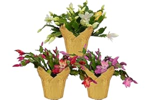 DECOALIVE Pack 3 Cactus de la Navidad Plantas Naturales (8436601575883)