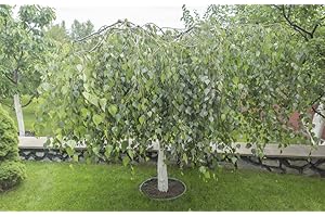 GROW YOUR SECRET GARDEN Weeping Silver Birch 10 Seeds (Betula Pendula) Garden/Bonsai -Quick Growth