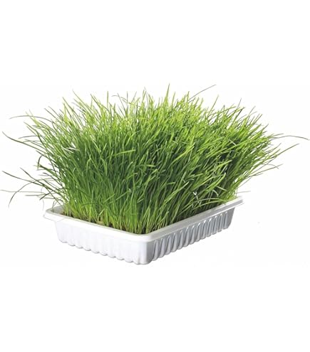 Bastoncini Erba Gatta Liofilizzata - 30g, Snack Per Gatti Con Pollo - Foto 9