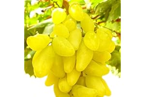 ZZNCHH Ggrape Bare Root, Excellent Display,Good for Containers Finger Grape Root, Grape Vine Plant-3 Roots-F