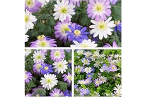 Humphreys Garden Anemone Blanda Mixed x 20 Bulbs Size 4/5