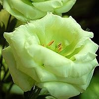 TOYHEART 50 Stück Premium-Blumensamen, Eustoma-Samen Pereninal Ornamental Fragrant Garden Seeds Eustoma-Blumensamen Für…