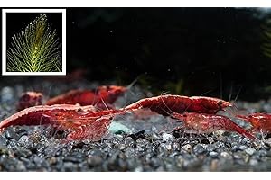 GARNELEN TOM Red Fire Cherry Zwerggarnele, 10 Stück + Portion Hornkraut