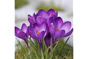 Pronto Seed Crocus Blue Bulbs | Set of 100 Dutch-Grown Lilac-Blue Crocuses for Pots, Borders & Rockeries | Early Spring Flowers for Planting Now UK