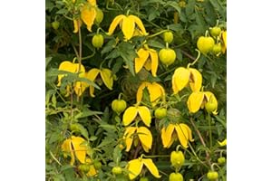 Clematis Tangutica Hardy Shrub Lantern-Shaped Fast-Growing Yellow Flowers Climber Supplied as 1x 1.7 Litre Potted Plant by Thompson & Morgan