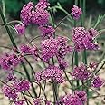 YouGarden Verbena Bonariensis in 9cm Pot, Potted Perennial Plant, Ready to Plant, Established Cluster top Vervain, Plants for Pollinators