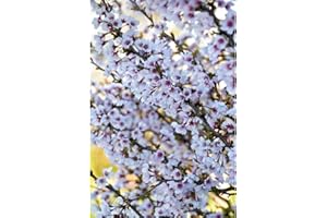 Thompson & Morgan Potted Hardy Ornamental Cherry Tree Shrubs, Ideal for Small Gardens & Borders, Spring Flowering Blossom, Autumn Foliage Colour, 1 x Prunus (Cherry) Kojo-no-mai Plants in a 9cm Pot