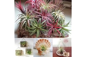 Rotyroya 200 Stück seltene Tillandsia-Samen, Zierpflanze, Garten, Hof, Büro, Bonsai-Dekor Tillandsien-Samen