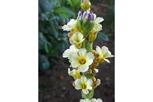 CORNWALL PLANTS SISYRINCHIUM Striatum Pale Yellow Eyed Grass. Flowering Hardy Plant in 9CM Pot, 7CM POT