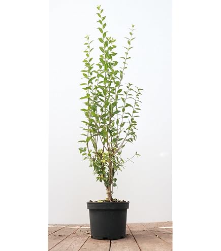 Ligustrum vulgare 'Atrovirens' 150-175 cm - Gewhnlicher Liguster,  immergrn, ideal fr Hecken, schnittvertrglich, winterhart : Amazon.de:  Garten