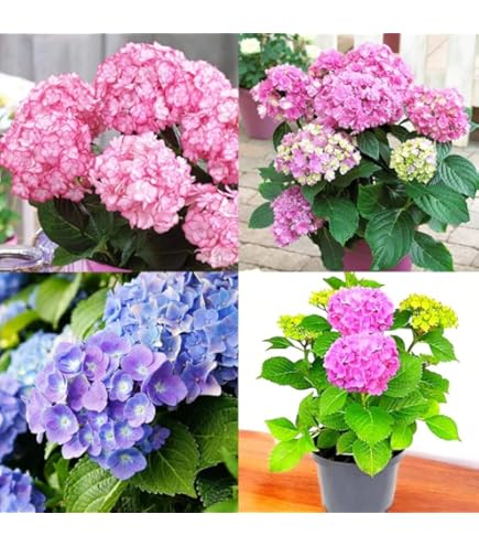 Panicle Hydrangea Live Flower Plant Tall Blooming Shrub for Lawn