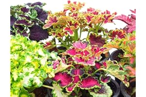 LEGUTKO Semillas de Flame Nettle - Coleus blumei