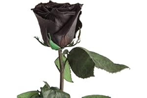 ‎ROSEMARIE SCHULZ HEIDELBERG Infinity Rose Schwarz - echte ewige Rose mit Stiel 45-50cm lang haltbar 3 Jahre - Blumen schwarze Deko Geschenke für Frauen zum Geburtstag - Beste Freundin Geschenke (Schwarz)