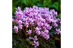 Carbeth Plants Cyclamen hederifolium Pink 3 x 9cm Pot - Hardy Autumn Flowering Woodland Perennial with Marbled Foliage - Low Maintenance Garden Ready Shrub