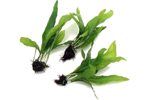 3X Bunches Java Fern Live Aquarium Plants Microsorum Pteropus Rhizome K2AQUA
