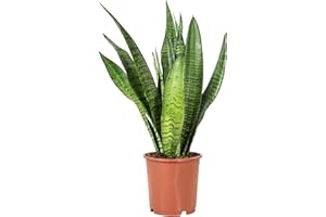 FLOWERBOX Sansevieria zeylanica - Planta de interior fácil de limpiar, altura aprox. 45 cm, diámetro de maceta de 14 cm