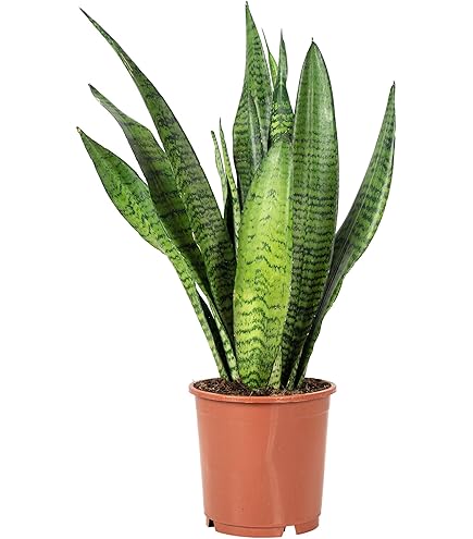 Tabaksplant FICUS LYRATA kunstplant kunstficus 160cm hoog