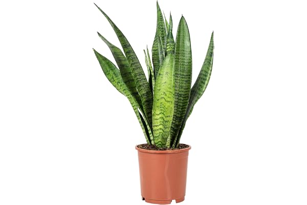 Chanvre artificiel - Sansevieria zeylanica - Hauteur : environ 45 cm - Diamètre du pot : 14 cm