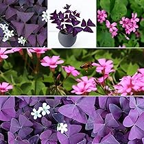 10 Bulbi Di Oxalis Triangularis (Trifoglio Fortunato) - Piante Rare Da Giardino - Foto 9