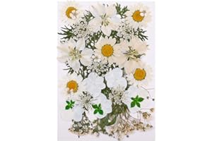 QINREN Pressed Dried Flowers Mixed, Natural Dried Flowers Pressed Mixed Dried Real Flowers Pressed Daisies Flowers Pressed Leaves DIY Art Craft Card Making Bookmarks Scrapbooking(White)