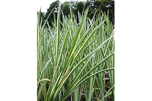 WASSERPFLANZEN WOLFF - Acorus calamus 'Variegatus' - weiß-grün-gestreifter Kalmus - winterhart - QUALITÄTSSTAUDE durchwurzelt im 9x9 cm Topf