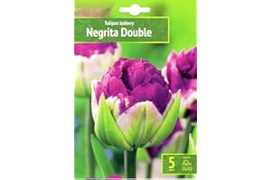 AGRONOM TESTED IN THE GARDEN AGRONOM | TULIPANI - NEGRITA DOUBLE | Bulbi Tulipani | Bulbi fiori perenni | Fiori Bordeaux-Blu | Sono piantati in giardini fioriti, in prati fioriti | I meravigliosi fiori | Confezione da 5 Bulbi