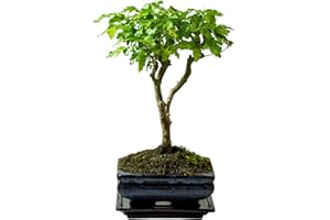 BONSAI LT Arbre de bonsaï avec pot de fleurs en céramique – Ligustrum, Ficus, Carmona, Podocarpus, elm chinois – env. 6 à 9 ans, bol de 15 cm env. 6 ans, ligustrum P15 Broom
