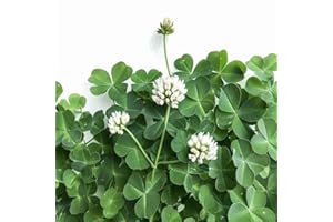 1000 Semillas de Trébol Blanco - SemiSauvage Permaculture