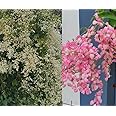 WYNORG Manimulla Jasmine Creeper with Combo Plants - Cat's Claw, Trumpet Vine, Petrea Purple, Golden Cascade and more, Fragrant Colourful Creepers for Wall and Garden (MANIMULLA + CORAL VINE)