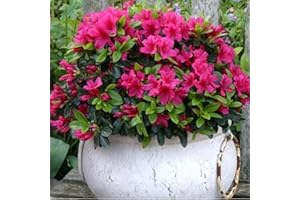 Azalée Rose GardenersDream (1 pièce) - Plante Arbuste Rhododendron Japonais - Azalee du Japon Persistante Robuste - Plante Naturelle à Fleurs pour Jardin en Pots - Plante en Pot Résistante