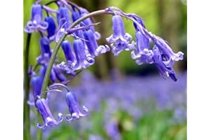 by Woodland bulbs® 50 x English Bluebells Bulbs - Hyacinthoides Non Scripta - Freshly Lifted to Order Premium Spring Flowering Garden Bulbs Plant with Snowdrops (Free UK P&P)
