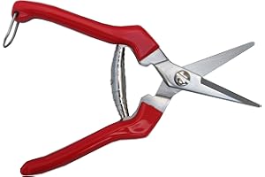 TABOR TOOLS K77E Forbice Cogliuva, Forbici per la Vendemmia, Cesoie da Potatura per Giardinaggio, Forbice Lama Dritta in Accciaio al Carbonio, Forbici da Raccolta per Fiori, Ortaggi, Piante e Uva.