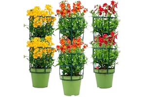 FIORI COMMESTIBILI BIO Nemesia di colori misti (6 PIANTE) - Fiori NON commestibili - Azienda agricola Carmazzi