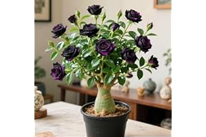 KVHSVB Planta de rosa del desierto - planta ornamental con flores en maceta - adecuada para balcones, jardines, oficinas - la primera opción para regalos exóticos-1bulbos-E