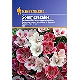 Sperli Blumensamen Sommerazalee Godetia Mischung, grün