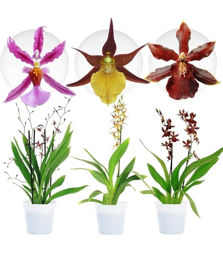 Orchidée Wilsonara Inferno - Plante D'Intérieur 30-40cm - Fleurs Parfumées - Vraie Plante Des Pays-Bas
