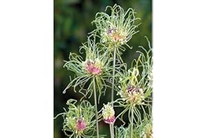 THOMPSON & MORGAN Allium Bulbs ‘Hair’ Hardy Garden Plant Unique Flower for Beds, Border and Containers Beautiful Green and Purple Cut Flower 20 x Allium Bulbs by Thompson and Morgan