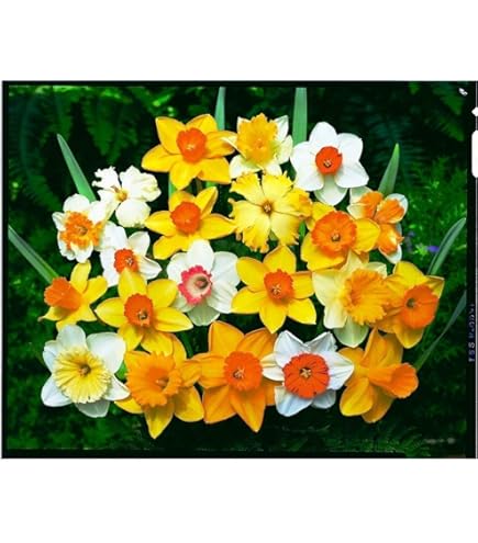 Bulbi Di Narciso Perenni - Fiori Da Giardino Bianchi E Gialli Per Decorazioni Esterni - 6 Bulbi - Foto 6