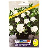 Vipfoni Gardenia Flower Seed