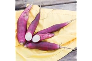 Yacon 'Inka Red'. Plug Plant x 3. Unusual Exotic Vegetable with a Sweet Tasting Root. Available from Bedwen Plants