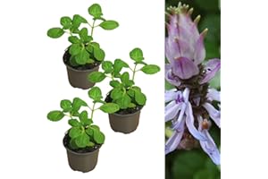 Carbeth Plants Coleus Canina Scaredy Cat Plant - 3 x 10.5cm Flower Pots - Perennials Plants Outdoor Garden Ready - Bedding Summer Plant for Graden Border