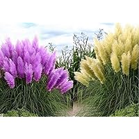 Set Frosthartes Amerikanisches Pampasgras Cortaderia Ziergras im Mix 1xrosa 1xweiß