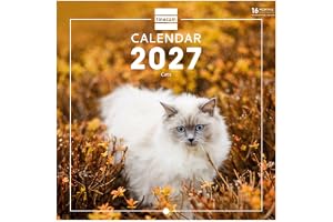 Finocam International Wall Calendar 2027 | Cats Images | Monthly calendar. Planning, Organisation, Time Management & Producti